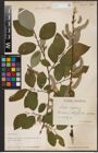 Foto von Salix caprea L.